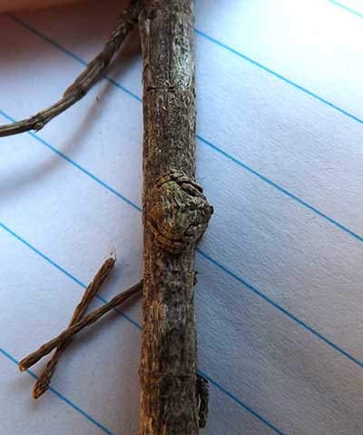 
 Dolophones on Allocasuarina twig